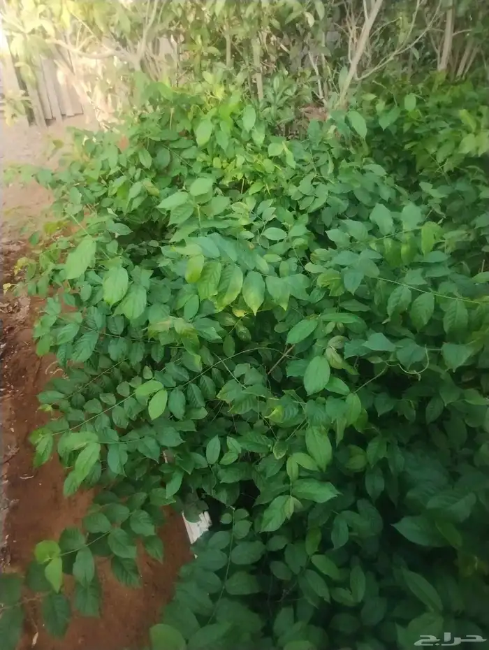 بيع ياسمين أحمر ماشاء الله تبارك الله جمله عشرين   فقط 1