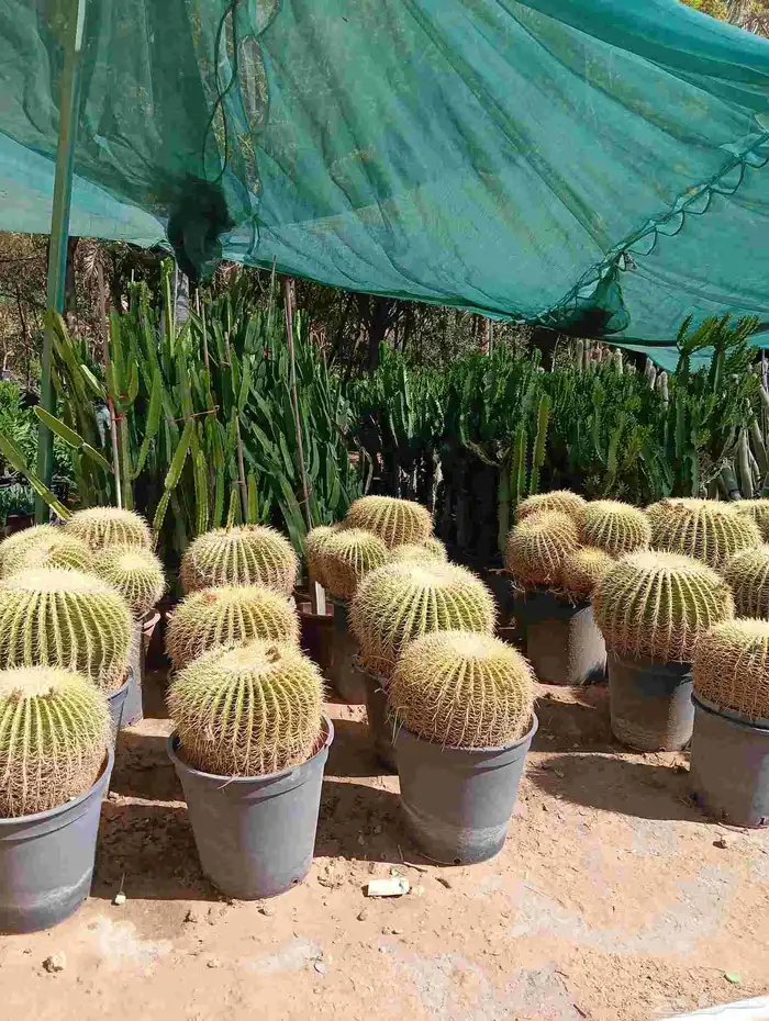 صبار   وجميع انواع النباتات 8