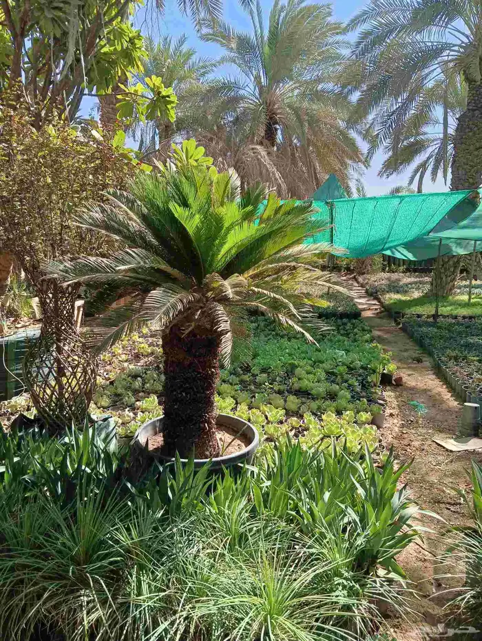 صبار   وجميع انواع النباتات 6