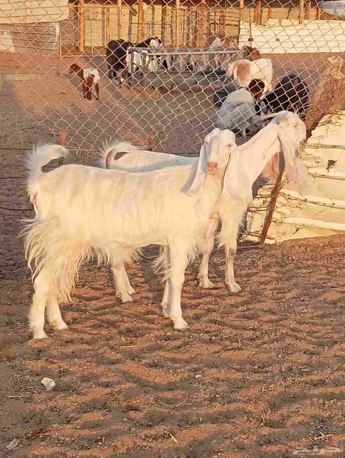 جفار شاميات بيض فواخر 1
