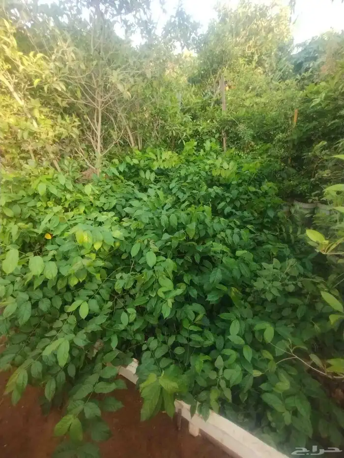 بيع ياسمين أحمر ماشاء الله تبارك الله جمله عشرين   فقط 4