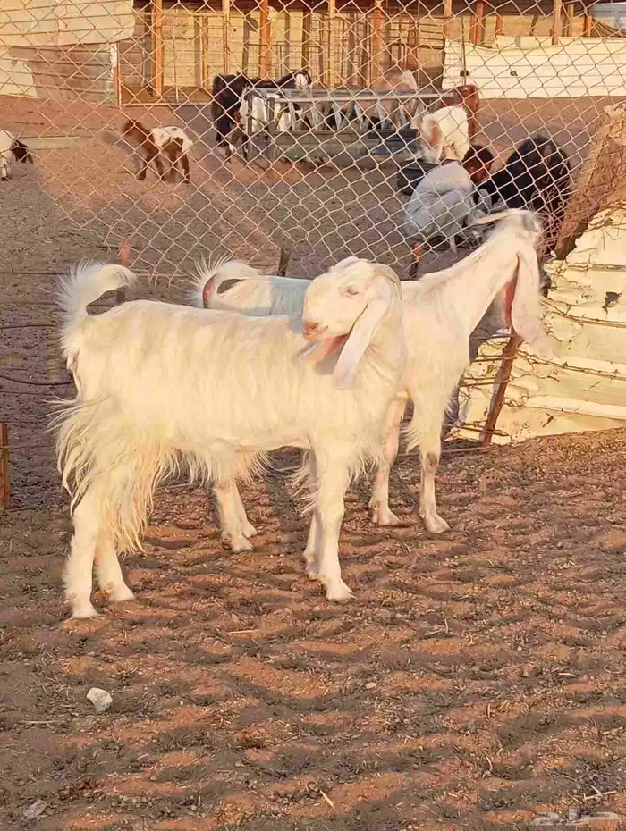 جفار شاميات بيض فواخر 3
