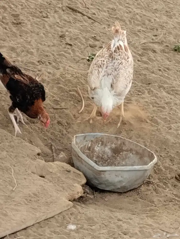 الله يحيكم 1