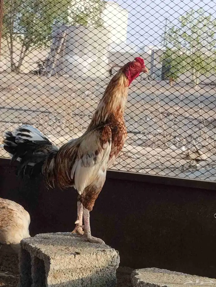 الله يحيكم 2