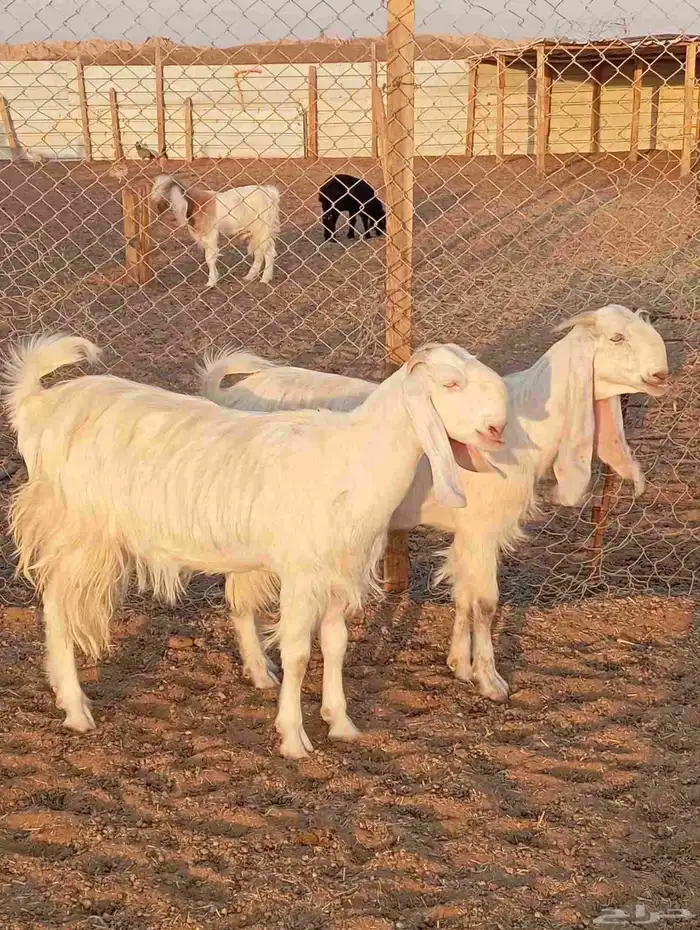 جفار شاميات بيض فواخر 0
