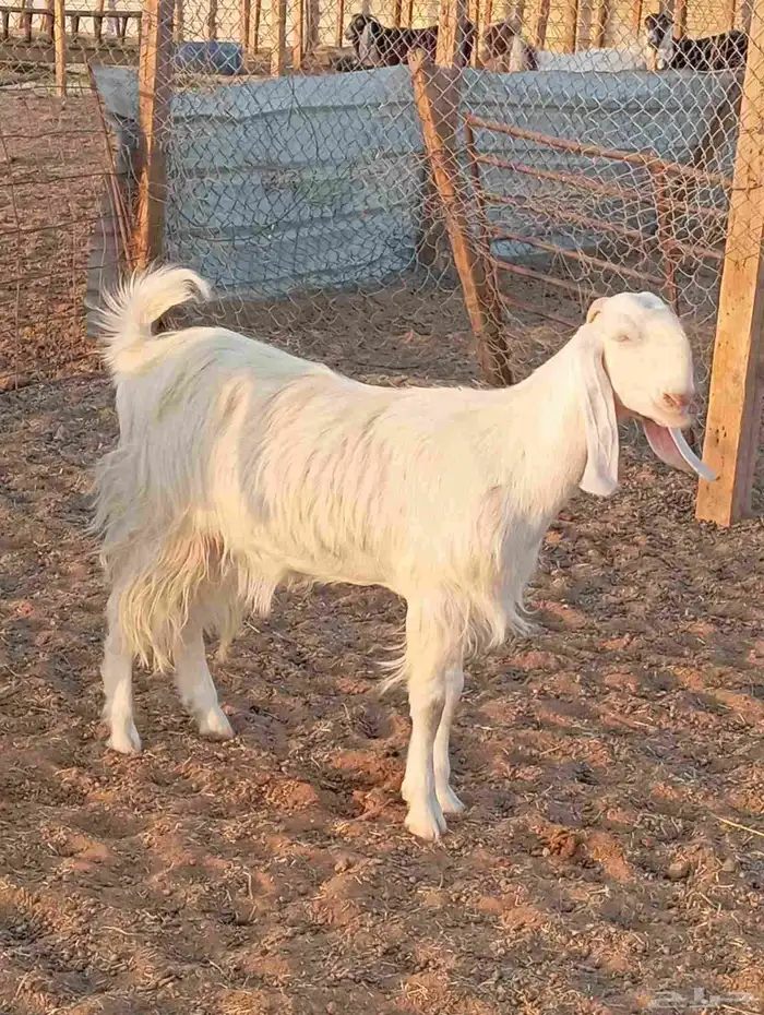 جفار شاميات بيض فواخر 4