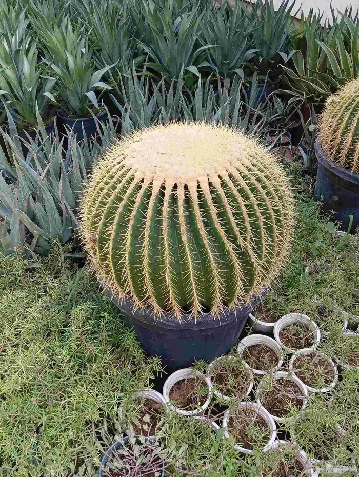 صبار   وجميع انواع النباتات 2