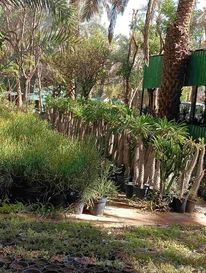 صبار   وجميع انواع النباتات 3