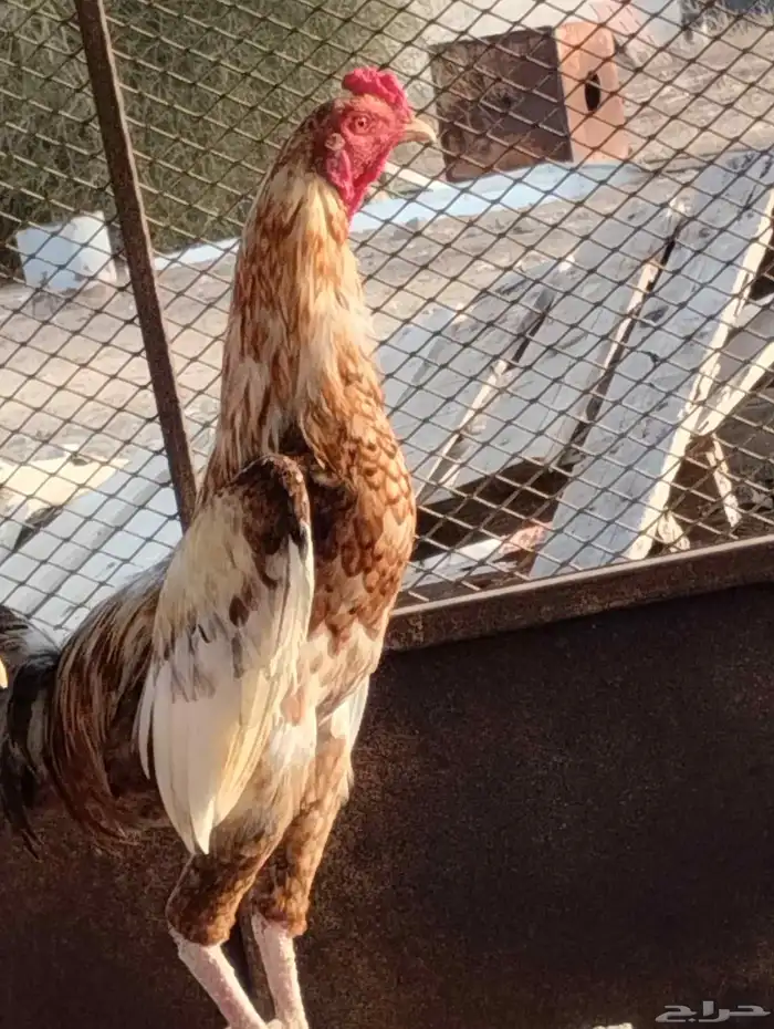 الله يحيكم 3