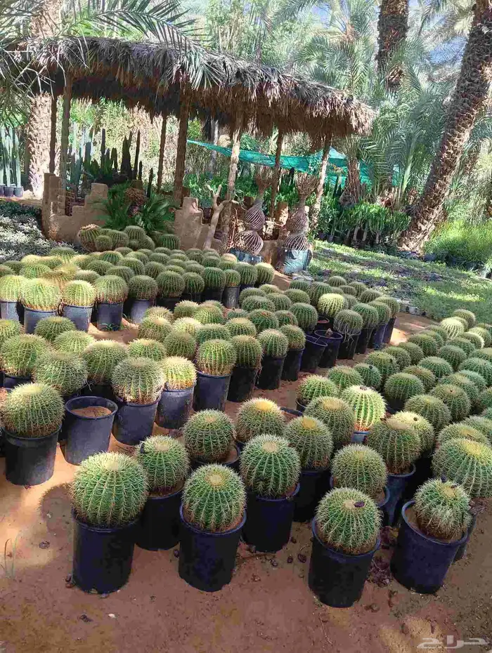 صبار   وجميع انواع النباتات 0