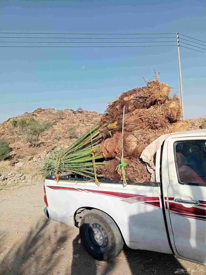 يوجد لدينا نخيل للبيع 3