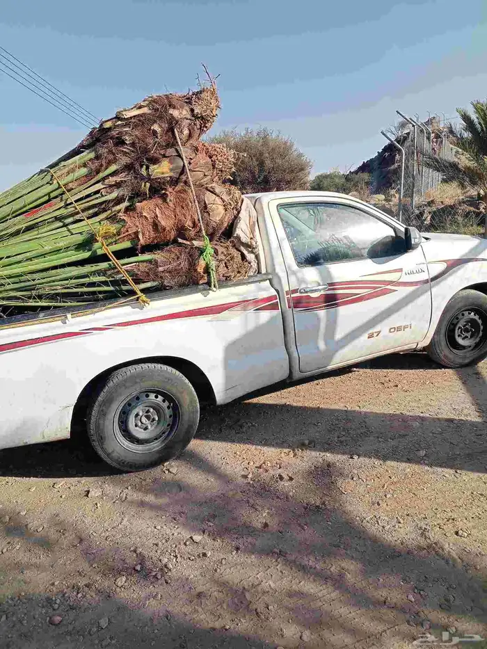 يوجد لدينا نخيل للبيع 4