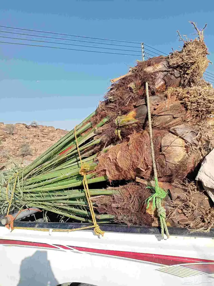 يوجد لدينا نخيل للبيع 1