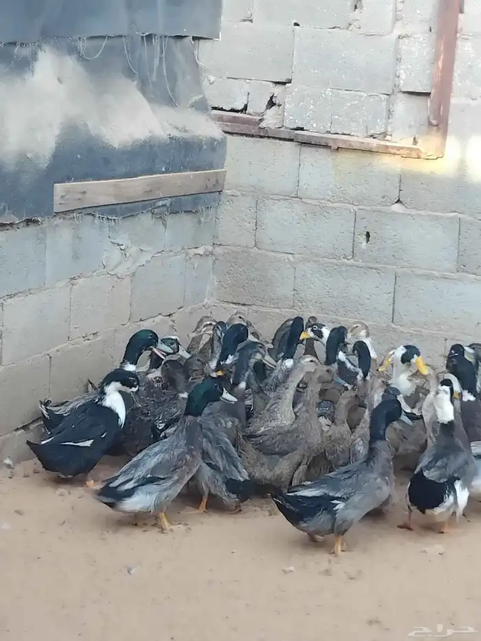 بط بح وبكيني وشرشيري 4