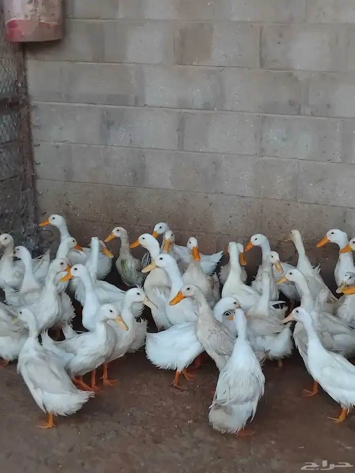 بط بح وبكيني وشرشيري 2