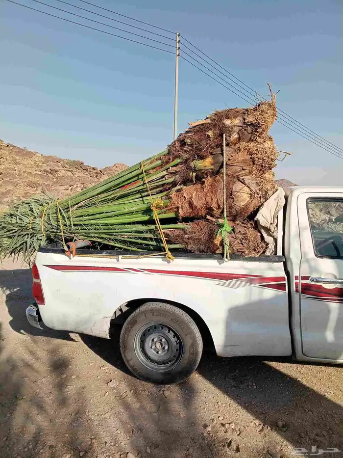 يوجد لدينا نخيل للبيع 2