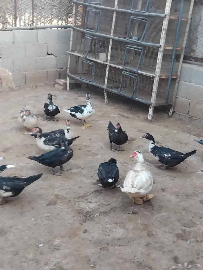 بط بح وبكيني وشرشيري 0