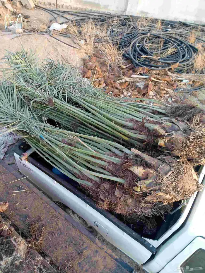 يوجد لدينا نخيل للبيع 8