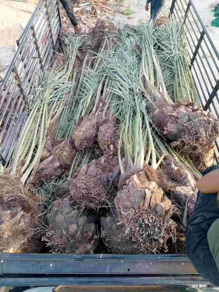 يوجد لدينا نخيل للبيع 5