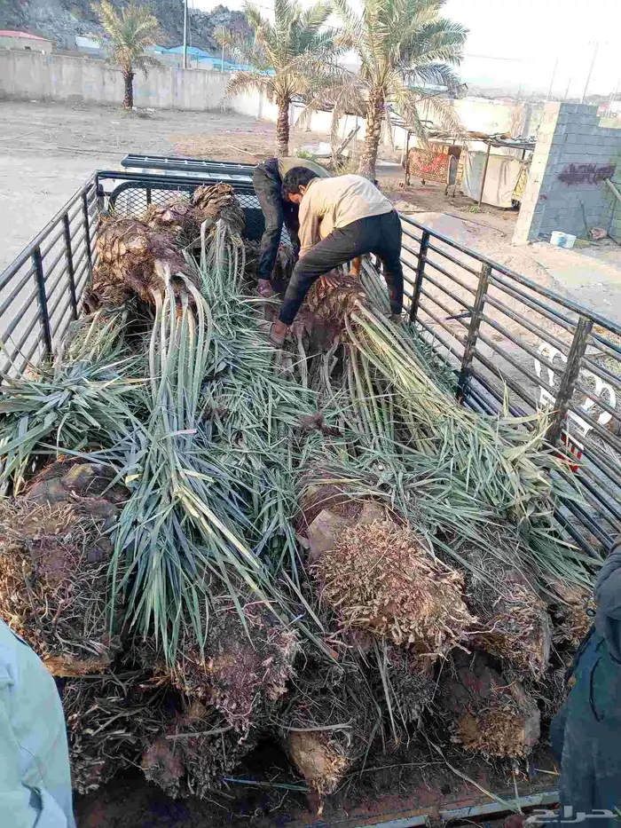 يوجد لدينا نخيل للبيع 9