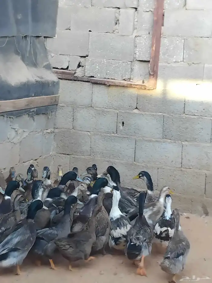 بط بح وبكيني وشرشيري 5