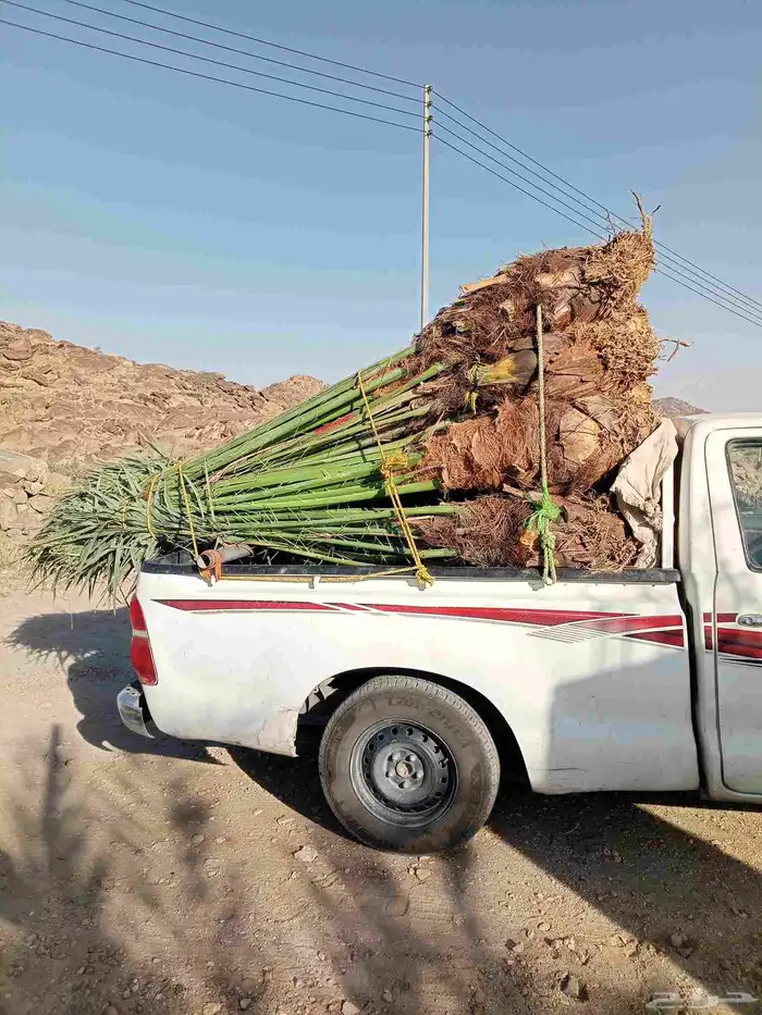 يوجد لدينا نخيل للبيع 0