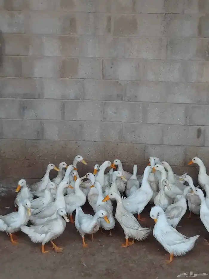 بط بح وبكيني وشرشيري 3