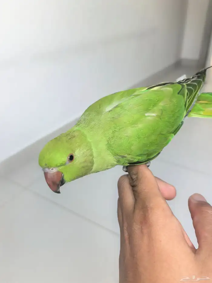 طير دره اليف 2
