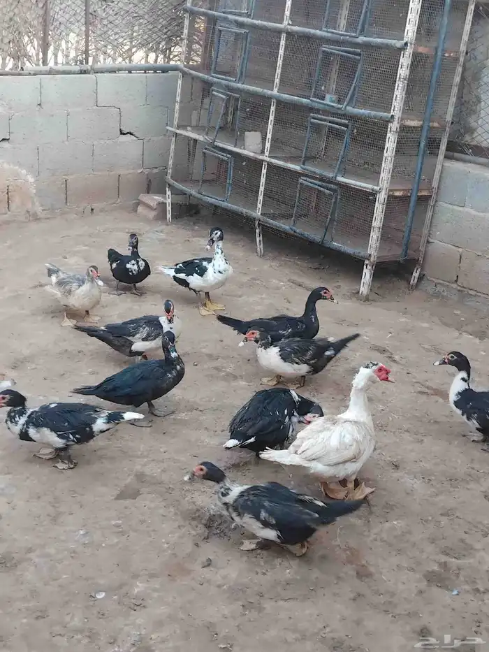 بط بح وبكيني وشرشيري 1