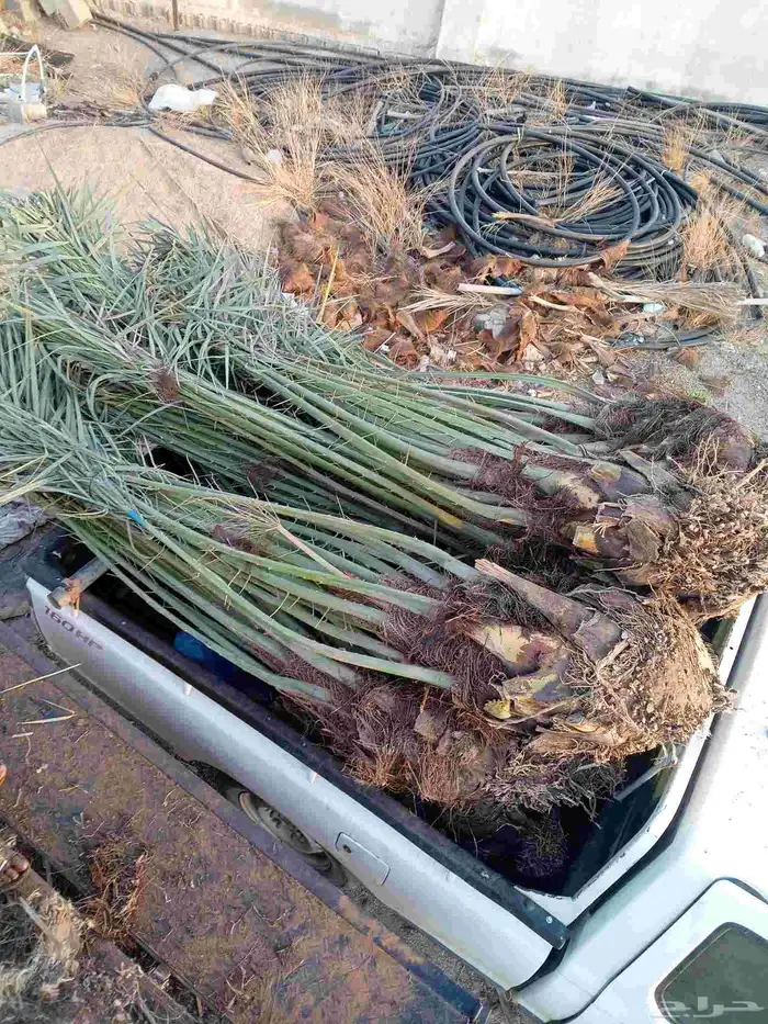 يوجد لدينا نخيل للبيع 7