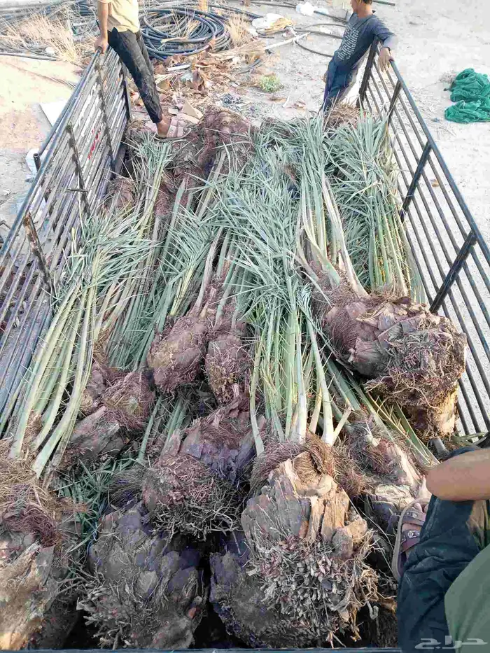 يوجد لدينا نخيل للبيع 6