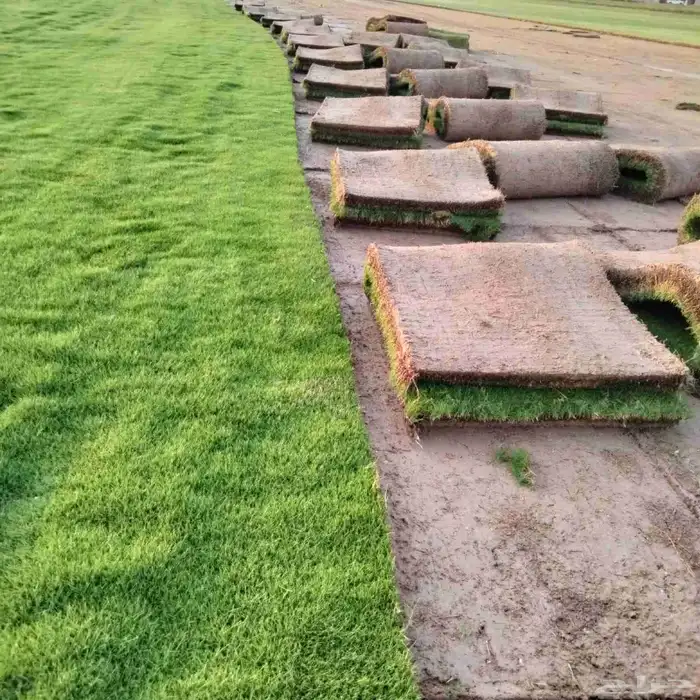 تيل طبيعي مزرعه التالي الياباني 6