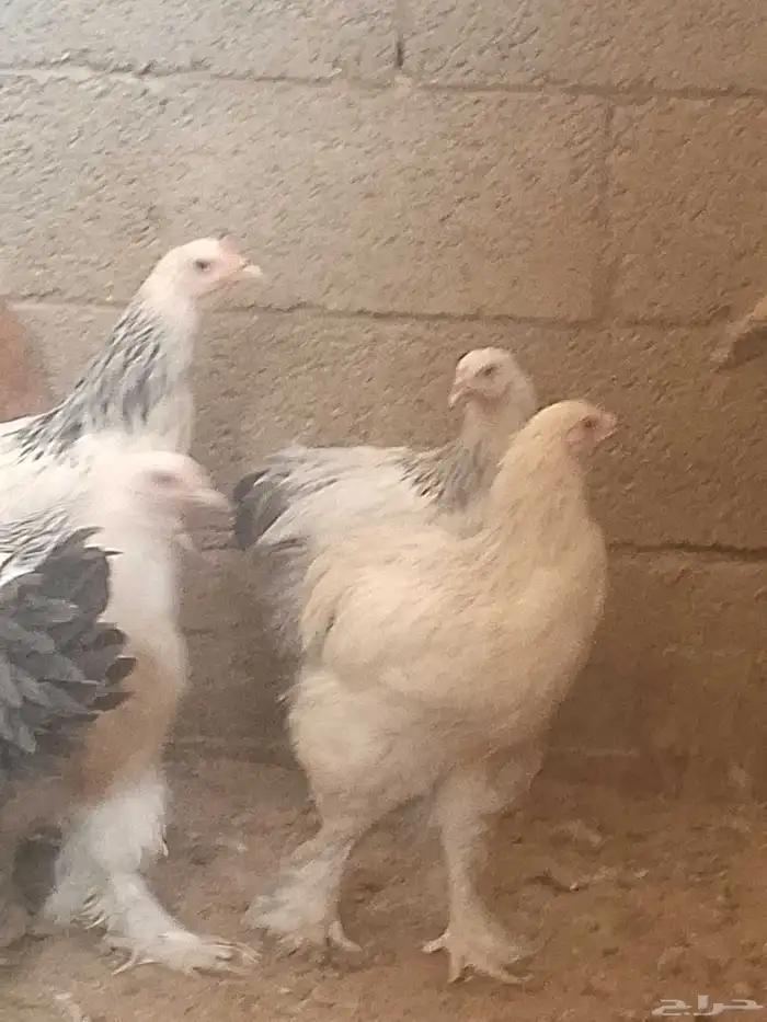 دجاج براهما بيور أمريكي 2