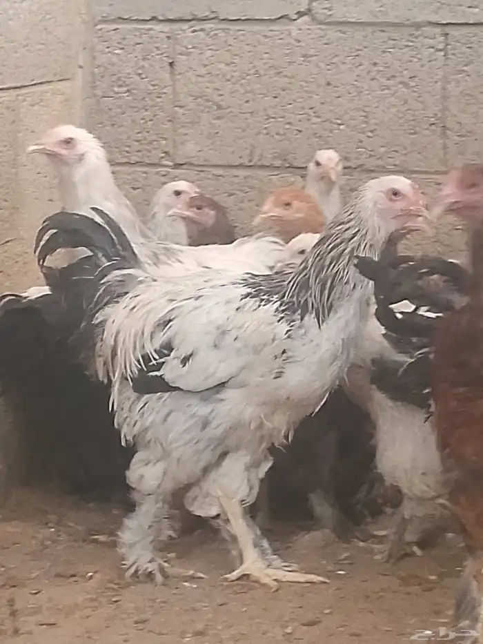 دجاج براهما بيور أمريكي 5