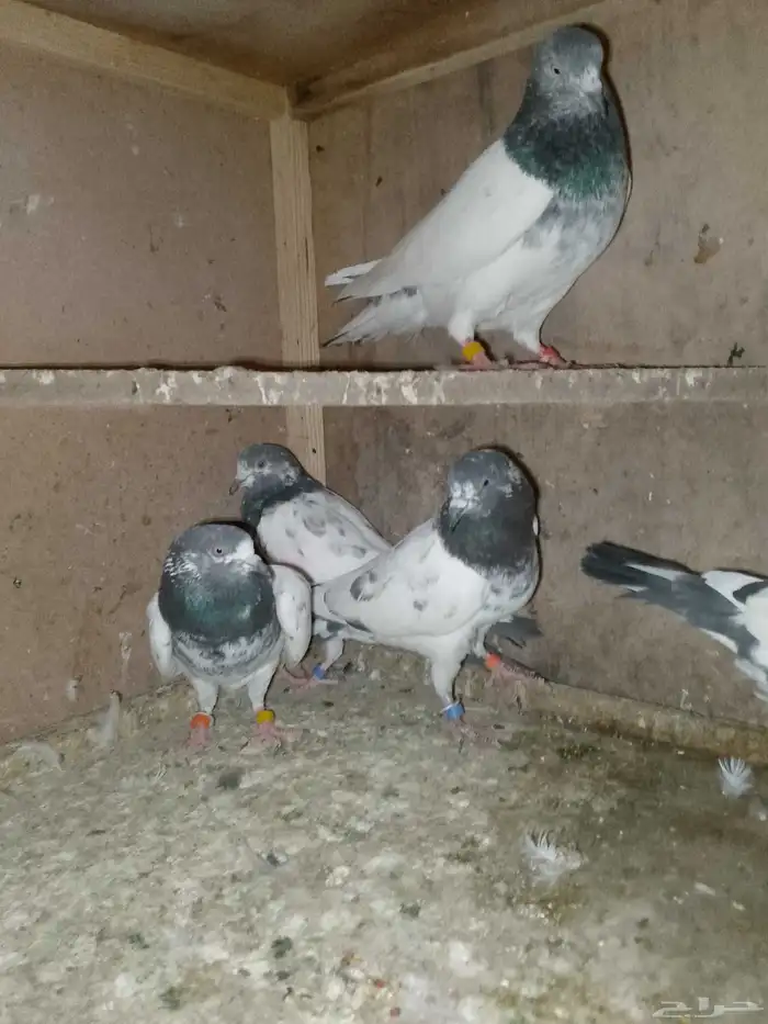 حمام باكستاني تيد طيار 3