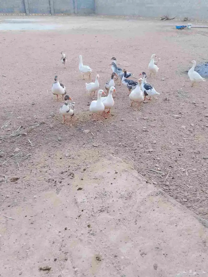 و ز  لَلَب يَع  ب يَآص 0