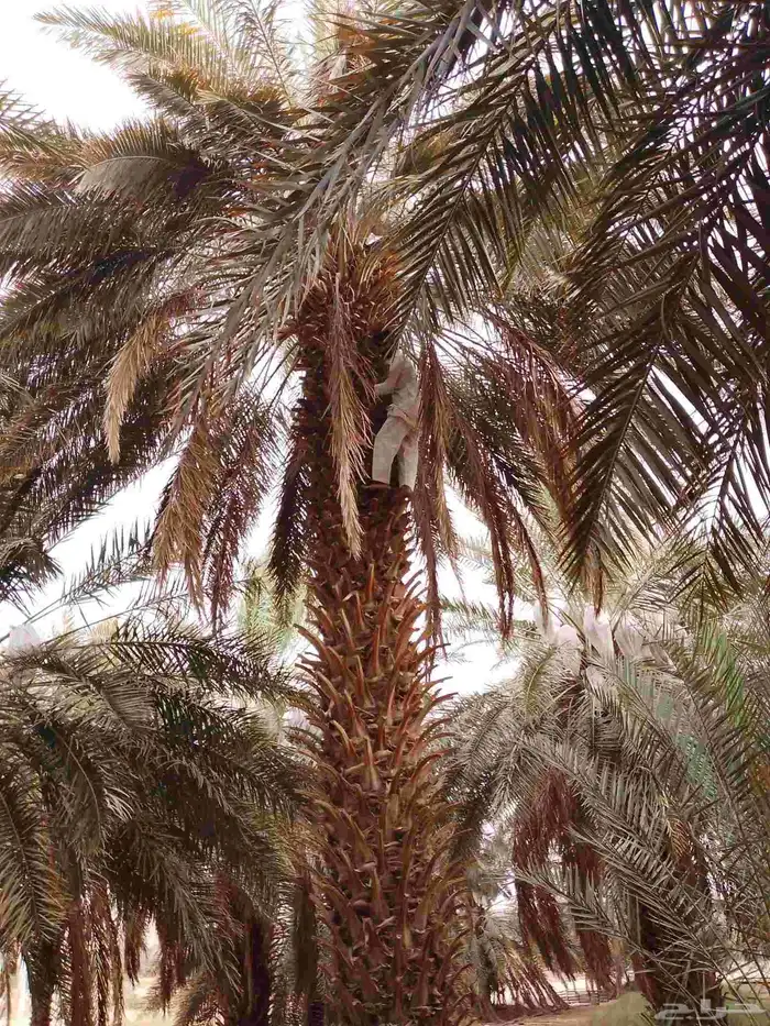 الزلفي 1