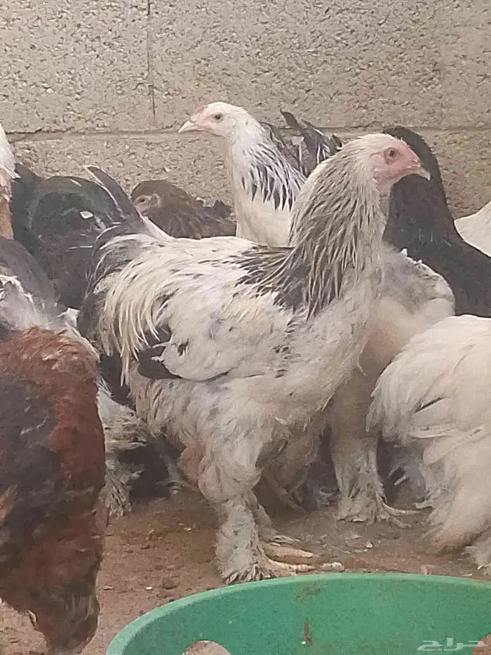 دجاج براهما بيور أمريكي 0