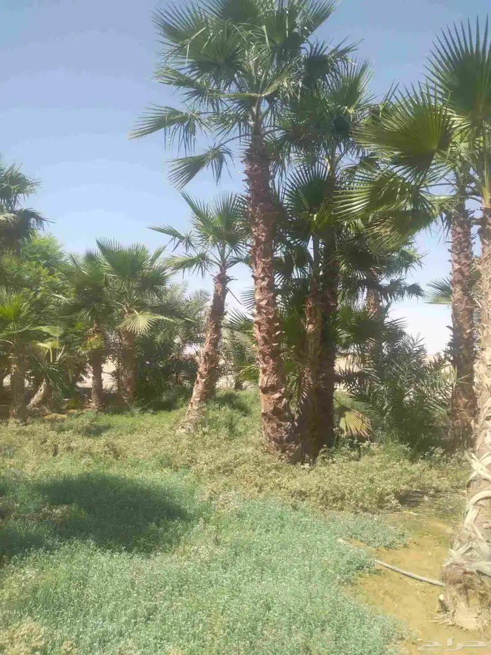 نخل للبيع 3