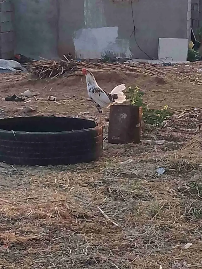 ديك بلدي 1