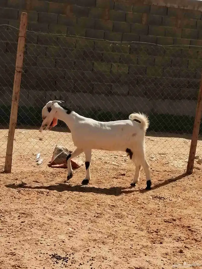 عنز مشروكة دافع 0