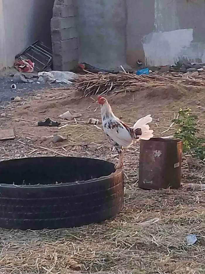 ديك بلدي 3