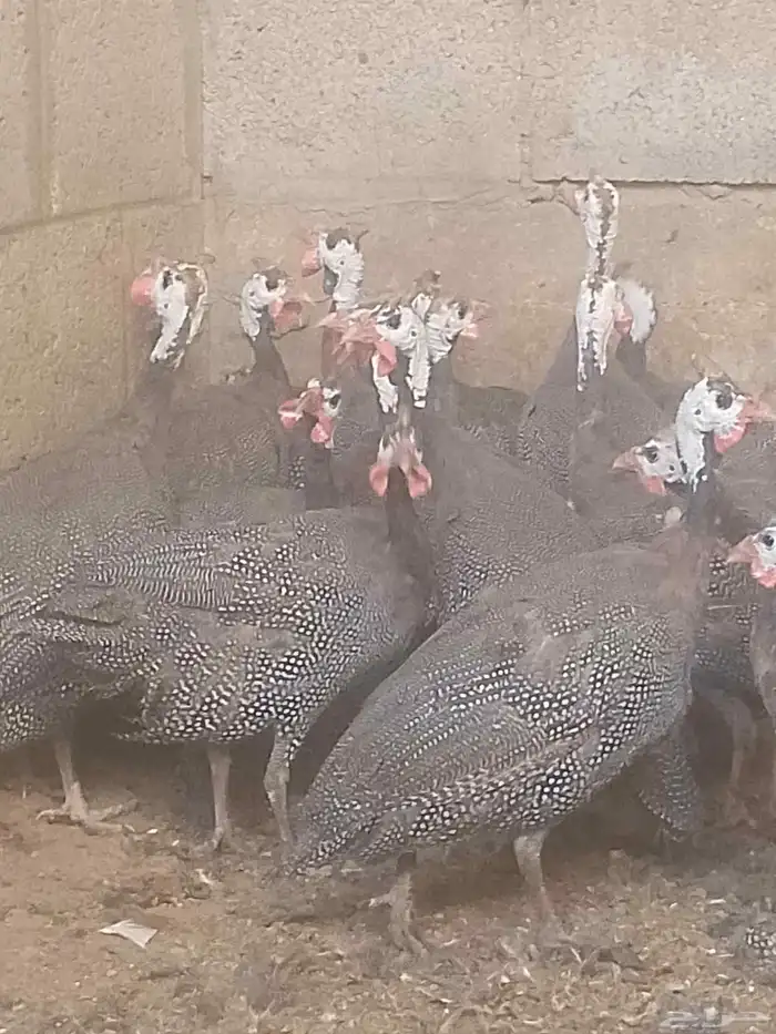 دجاج حبش بياض شرط 1