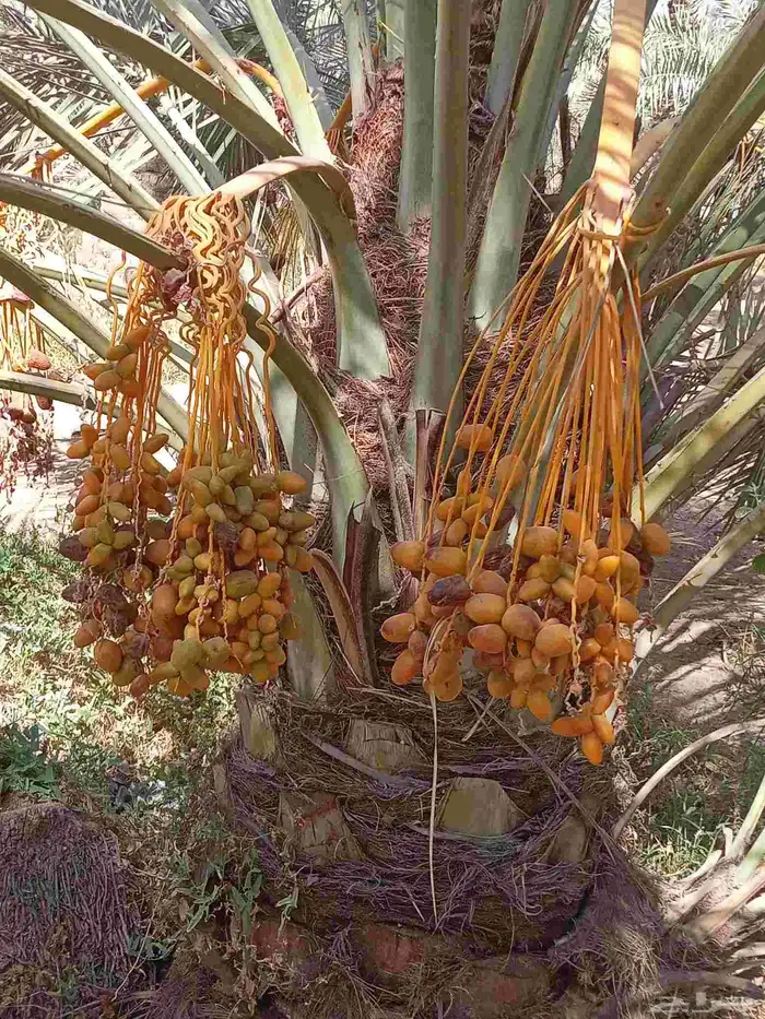 نخيل للبيع وشاري يسوم جمله وتفرد حتا واحده 0