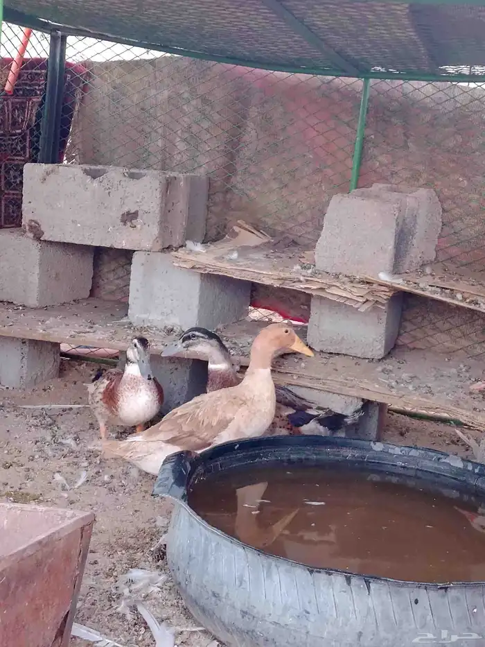 ربع البطة اثنين ذكور وثنتين اناثي 0