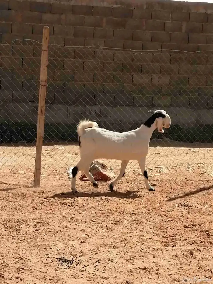 عنز مشروكة دافع 1