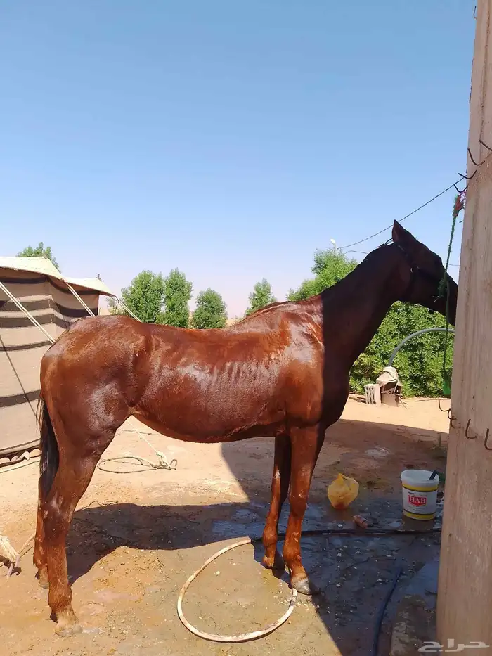 فرس انجليزيه سبوق وتصلح للتعليم بسبب طبعها الزين 6