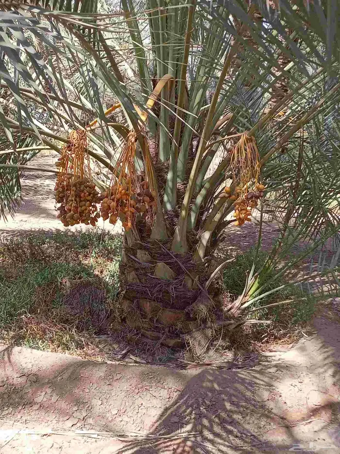 نخيل للبيع وشاري يسوم جمله وتفرد حتا واحده 2