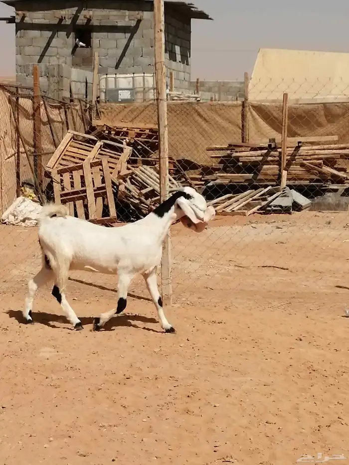 عنز مشروكة دافع 2