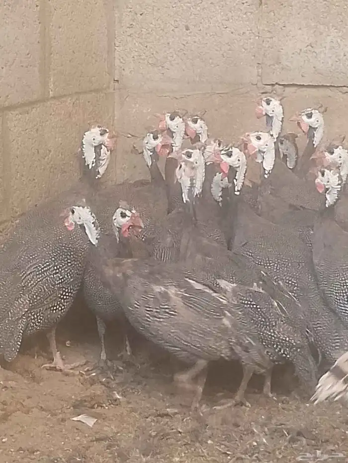 دجاج حبش بياض شرط 2